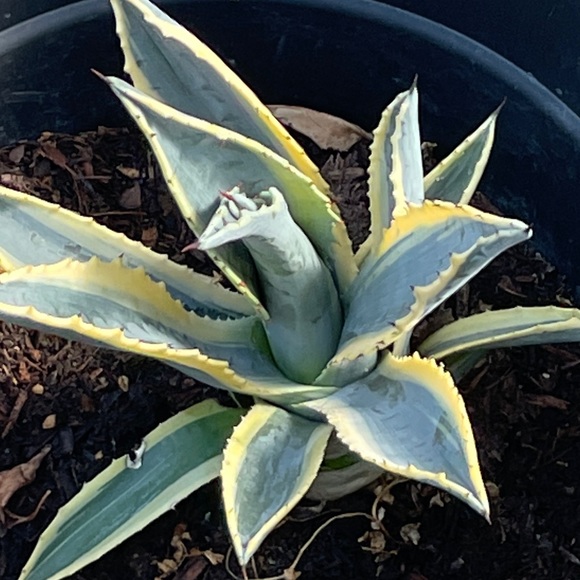 Meet your Posher, Sepehr - Picture 1 of 1